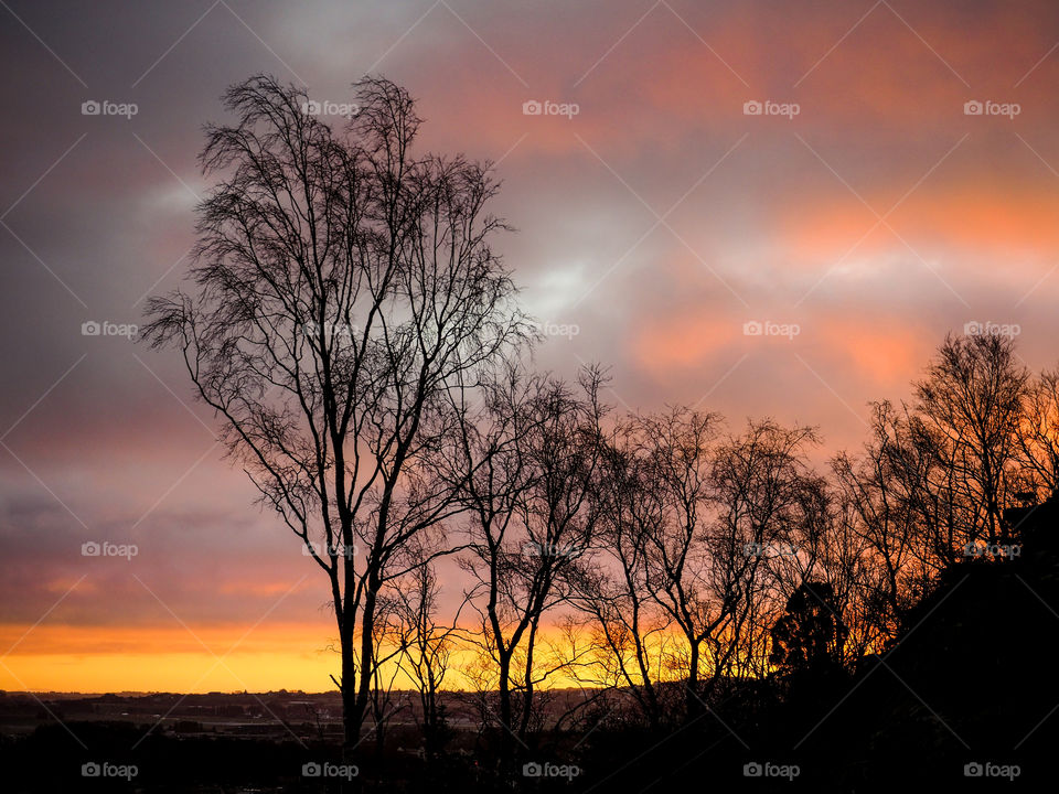 Tree in sunset. 