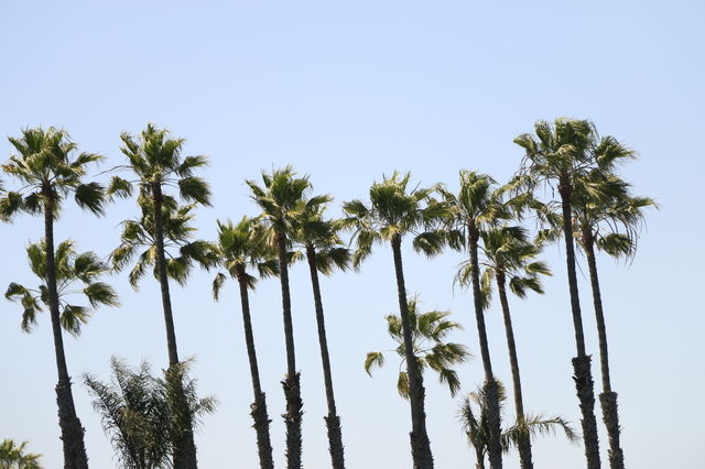 Palm trees dancing in the wind