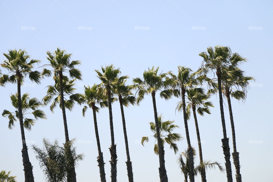 Palm trees dancing in the wind
