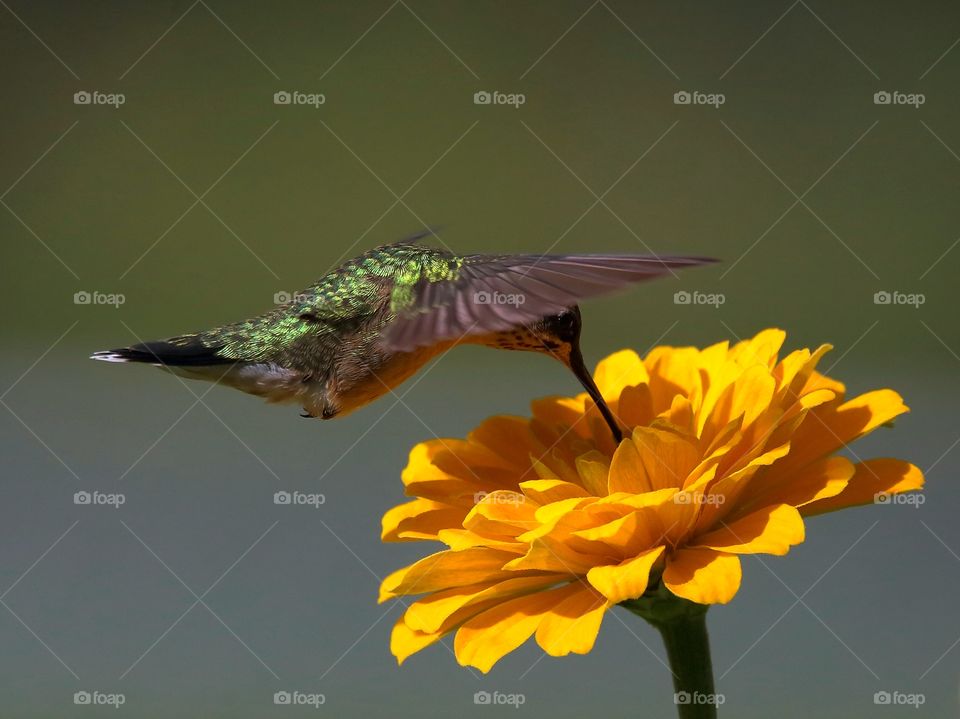 ruby-throated hummingbird feeding from zinnia flowers