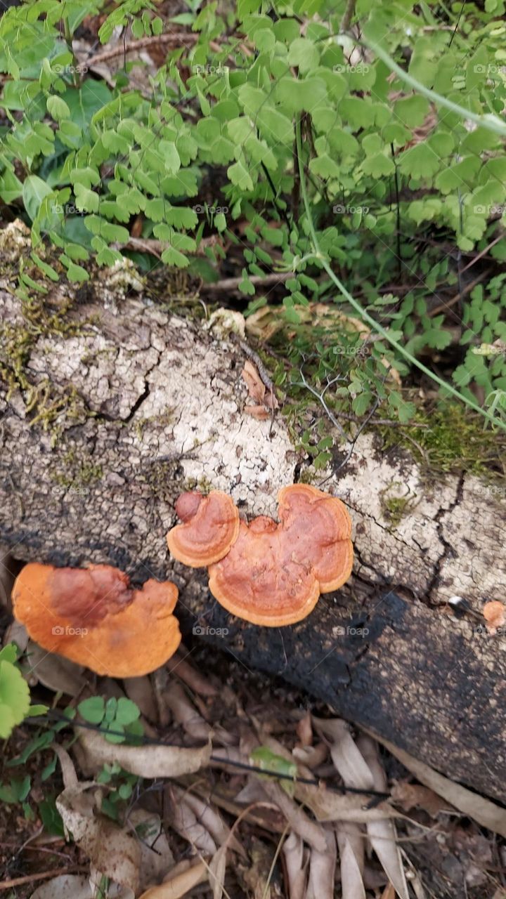 Cogumelos ou fungos, indica fim e começo de nova vida. Uma beleza!