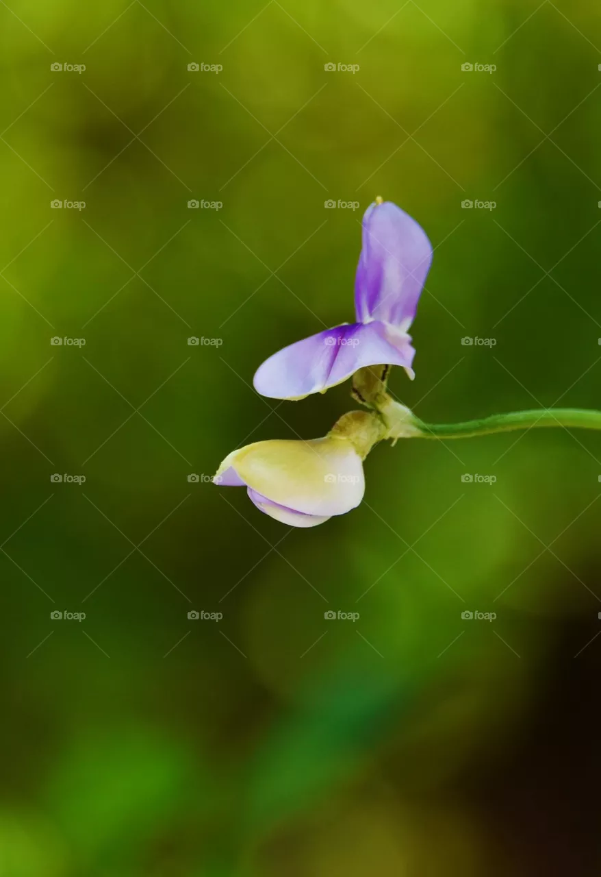 flowering