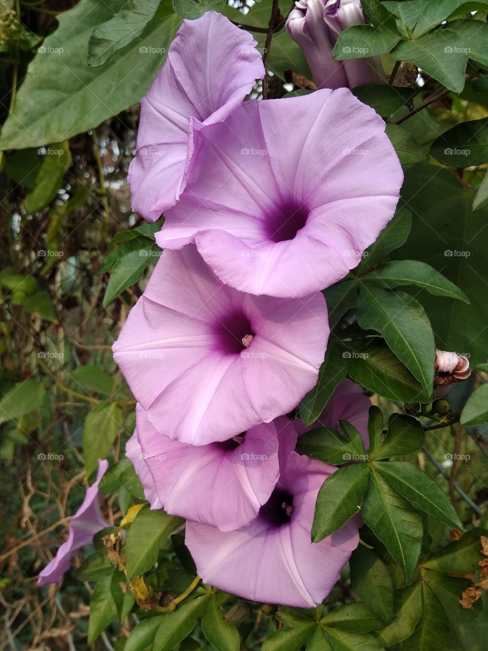 purple flower in garden
