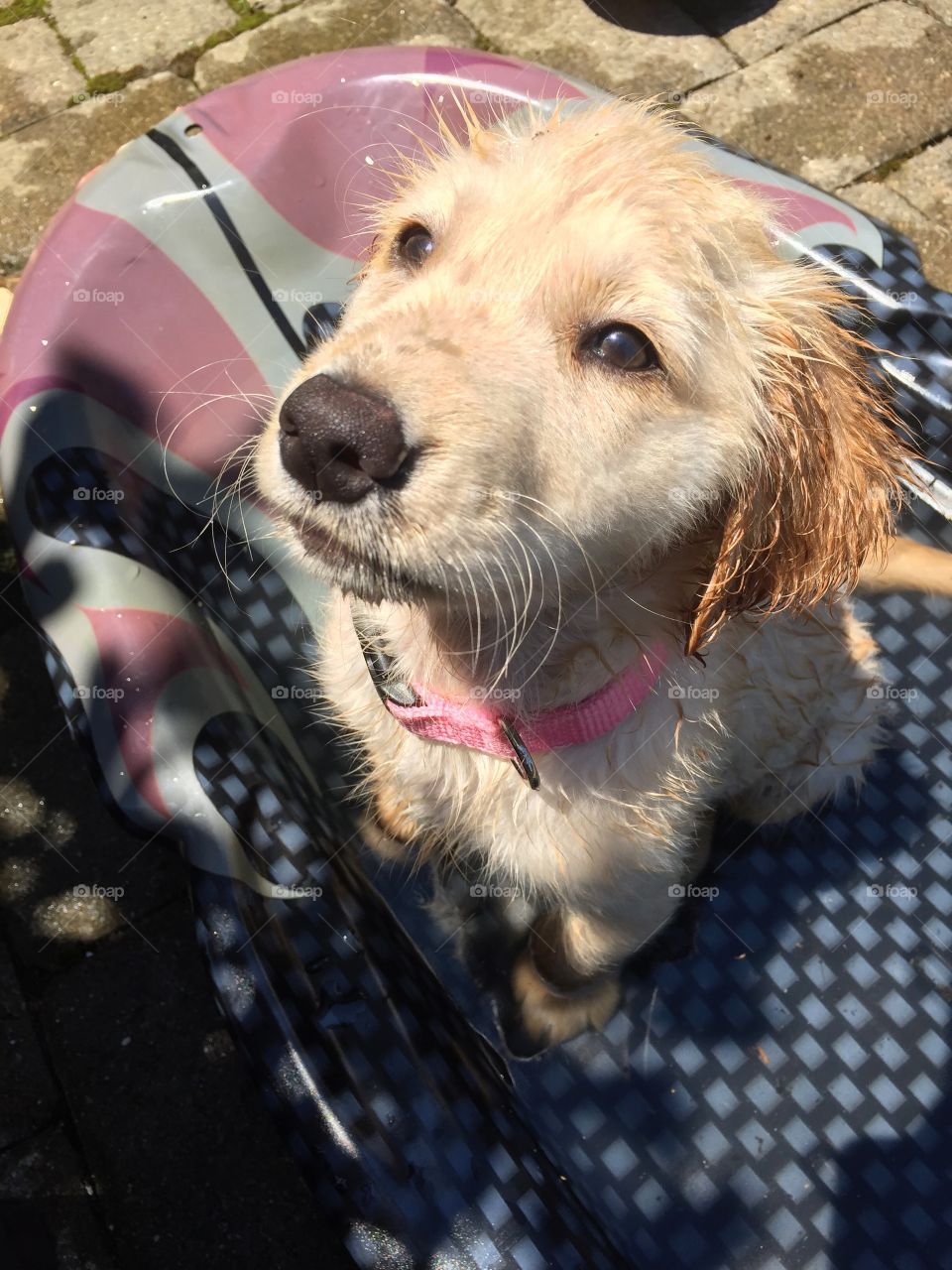 Golden retriever puppy 