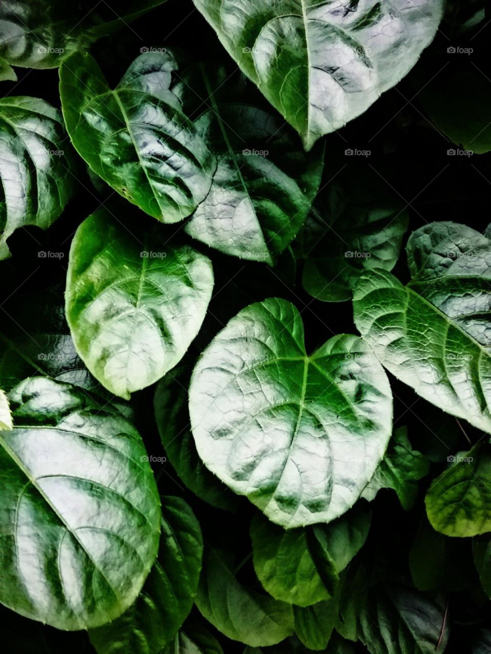 Seduzem a passagem de mais uma semana.