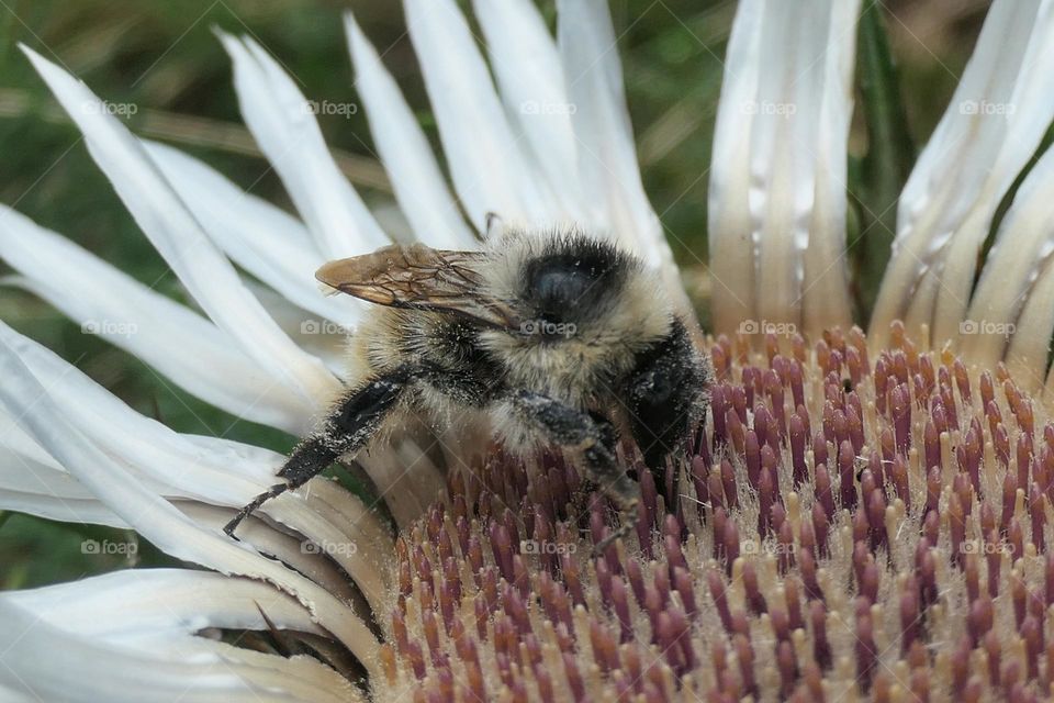 A bee foraging a white flower
