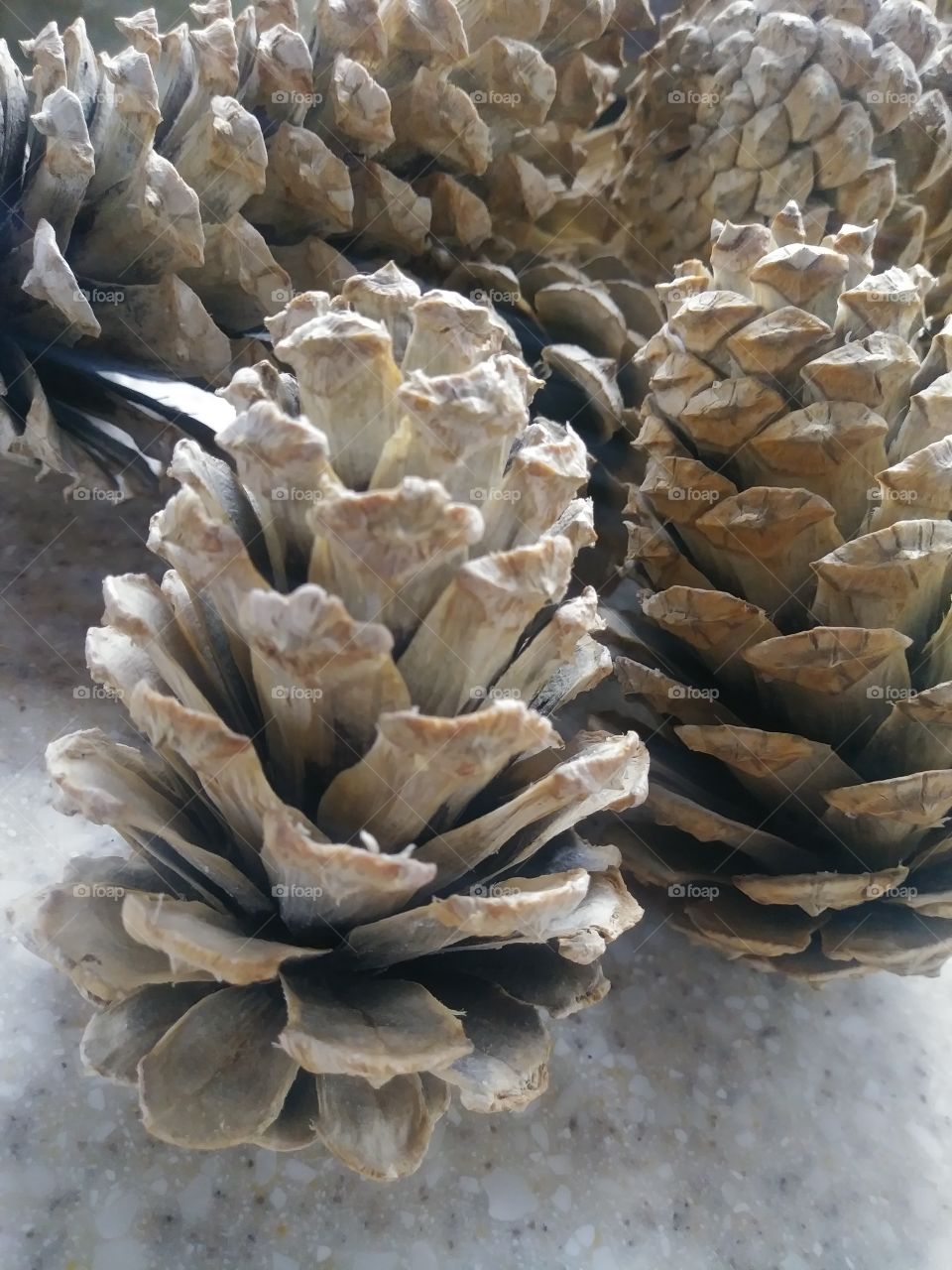 Large pinecones bleached white ombre monochromatic wildcrafted homemade festive decorations