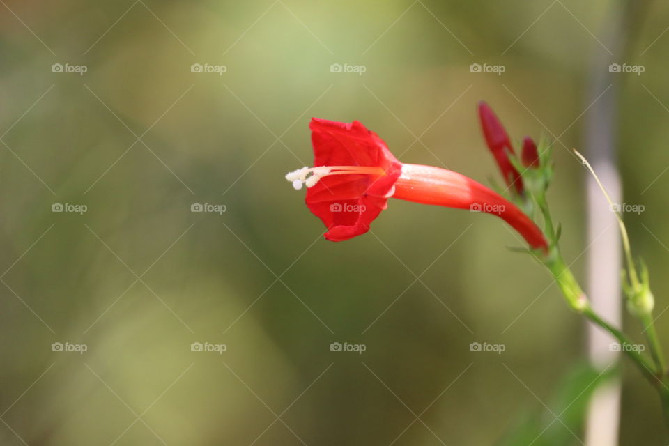 Red flower with green background.
