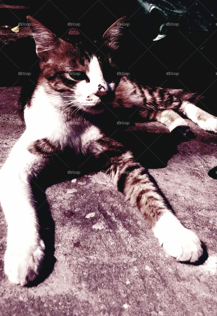 As cute and cuddly as tigers look.Domestic wild cat.