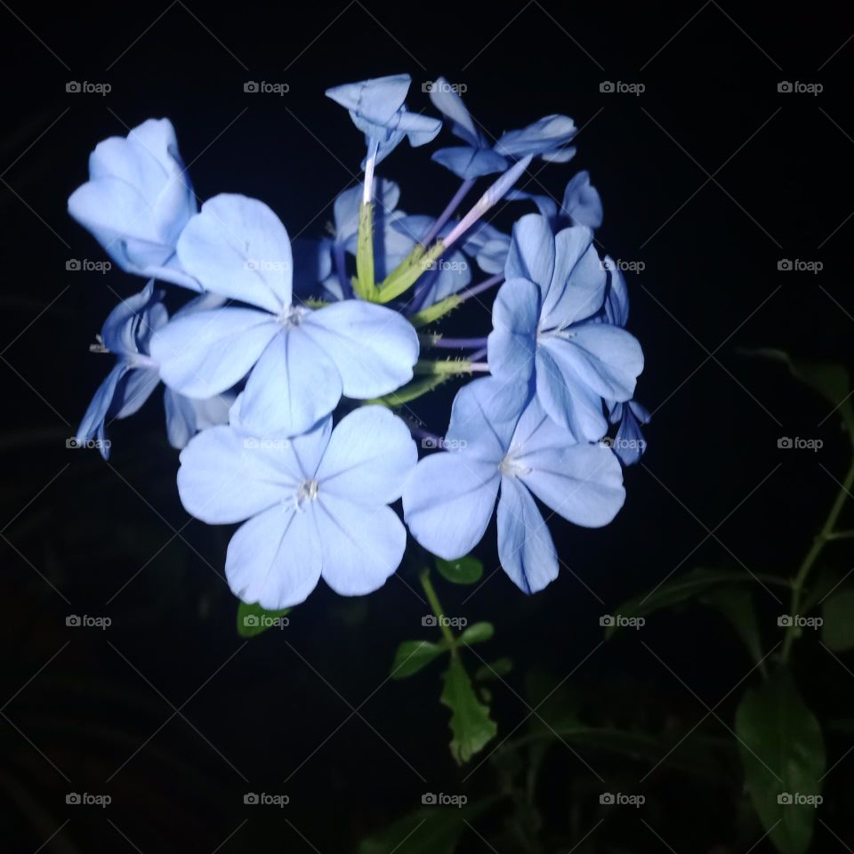 blue colour flowers
