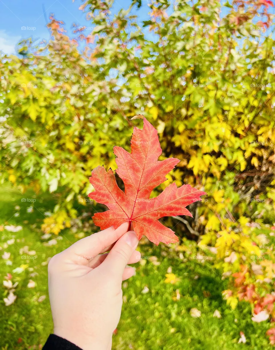 Fall 🍁