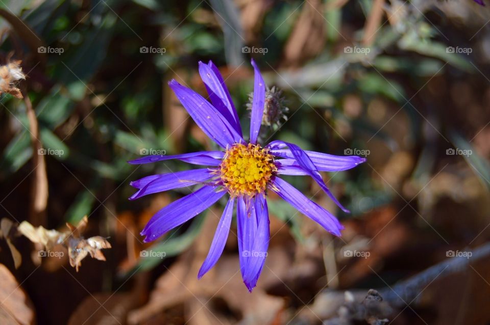 Desert Bloom 