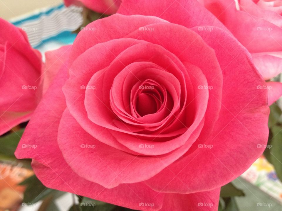 Rose 