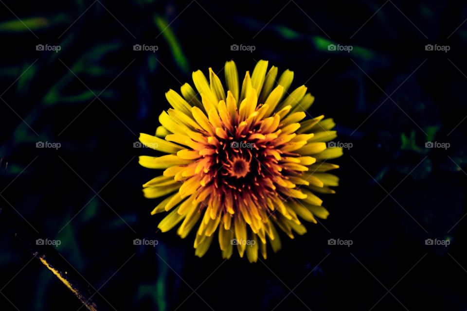 dandelion opened up basking in the light