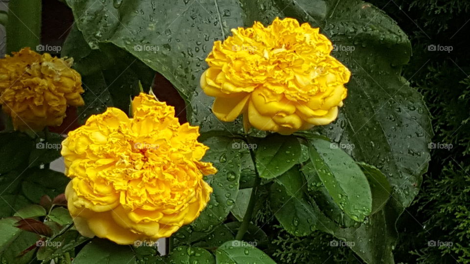 Close-up of yellow flowers