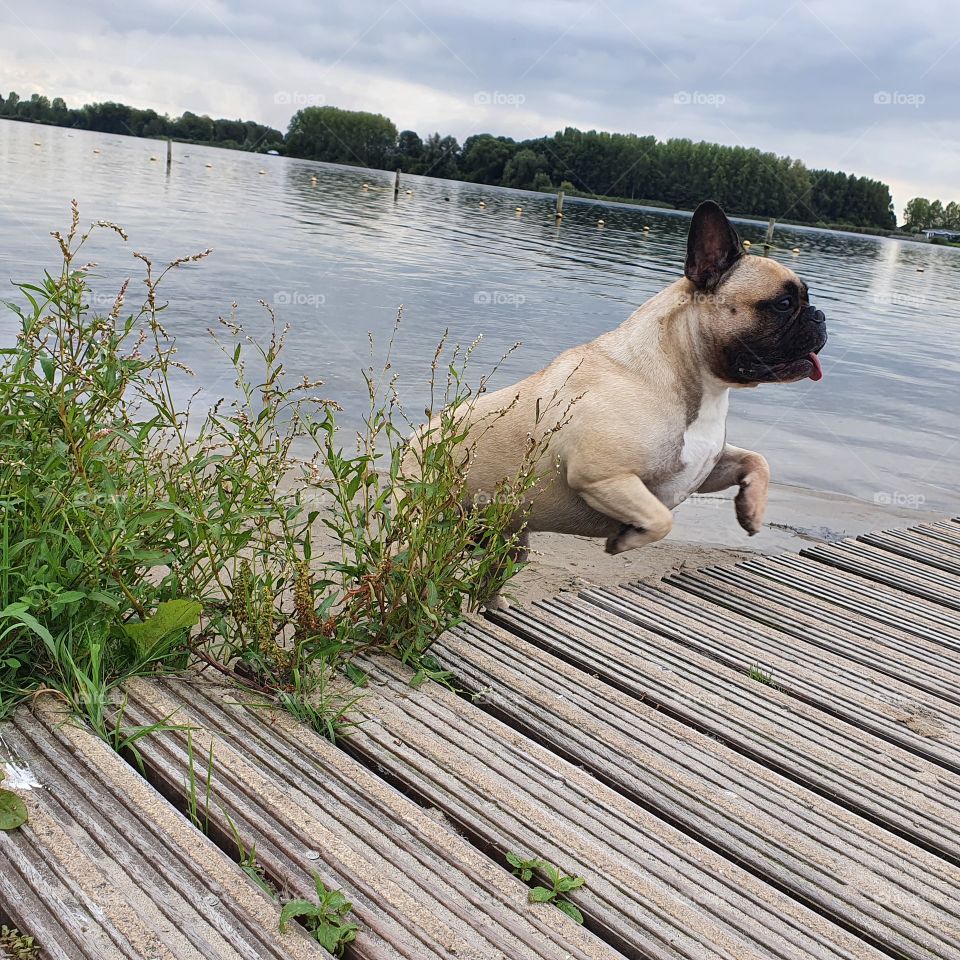 The French Bulldog is a small, sturdy and muscular dog.