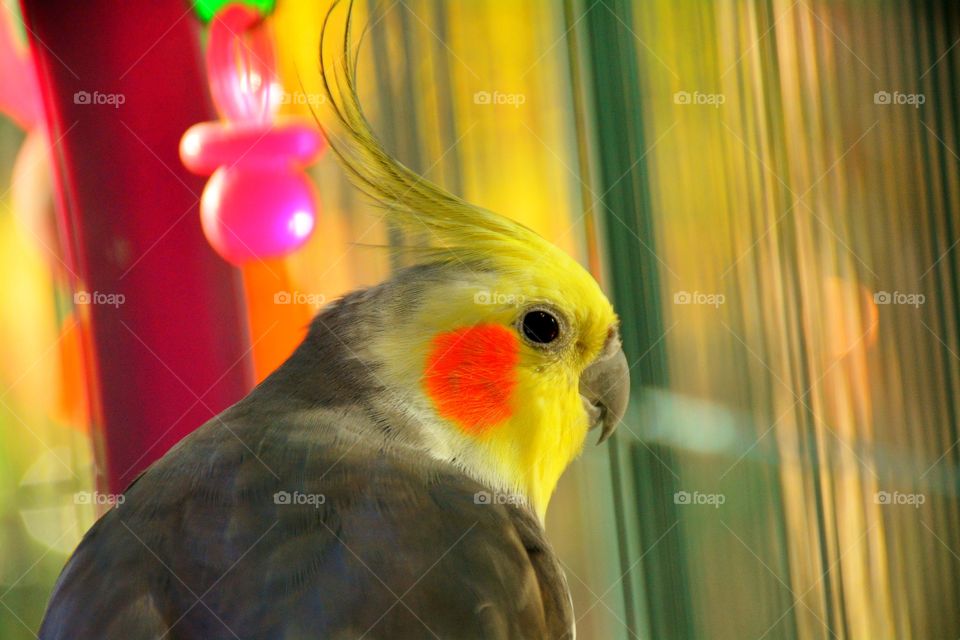Pretty bird 