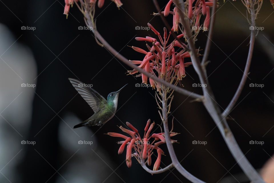 Azure-crowned hummingbird mid flight trying to sip some nectar. These are very fast and hard to photograph.