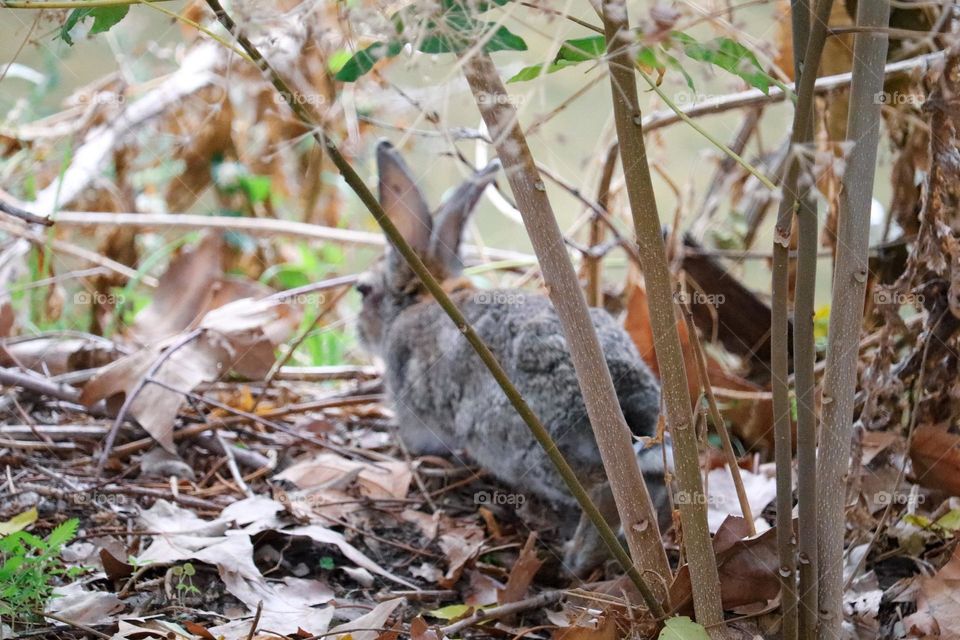 A wild rabbit in a wooded part of the city of Madrid