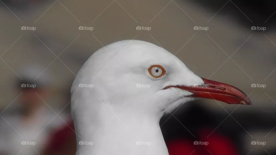 Seagull at Sydney Harbour.