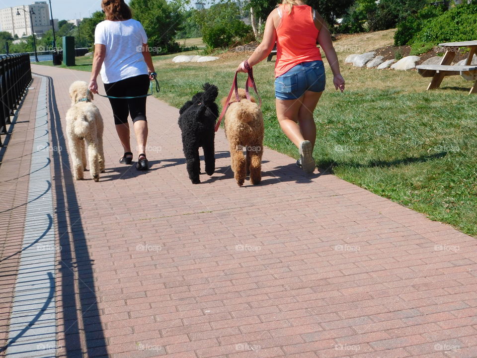 Walking our dogs on a sunny day