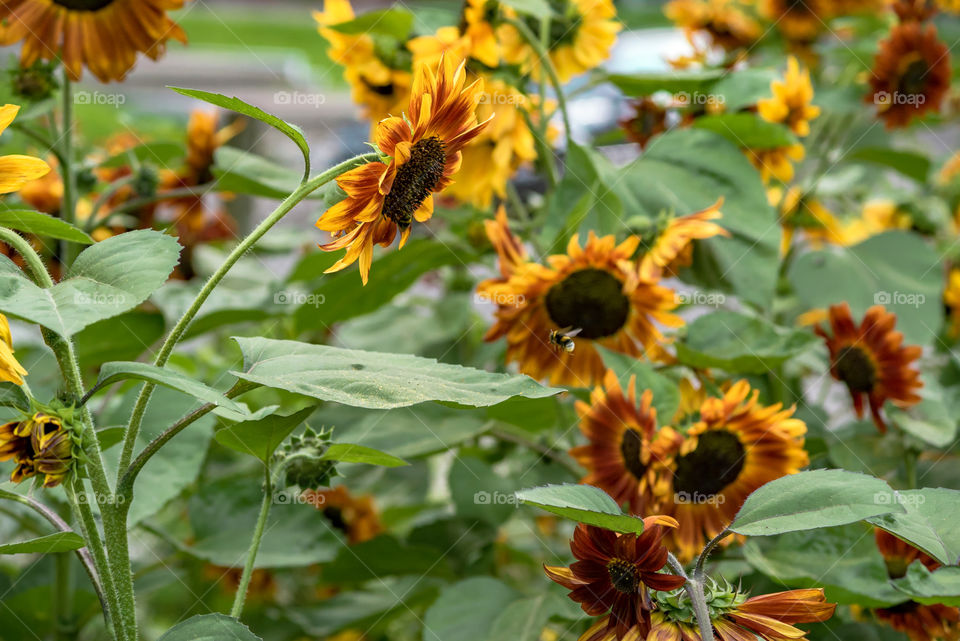 sunflowers bees and bumblebees