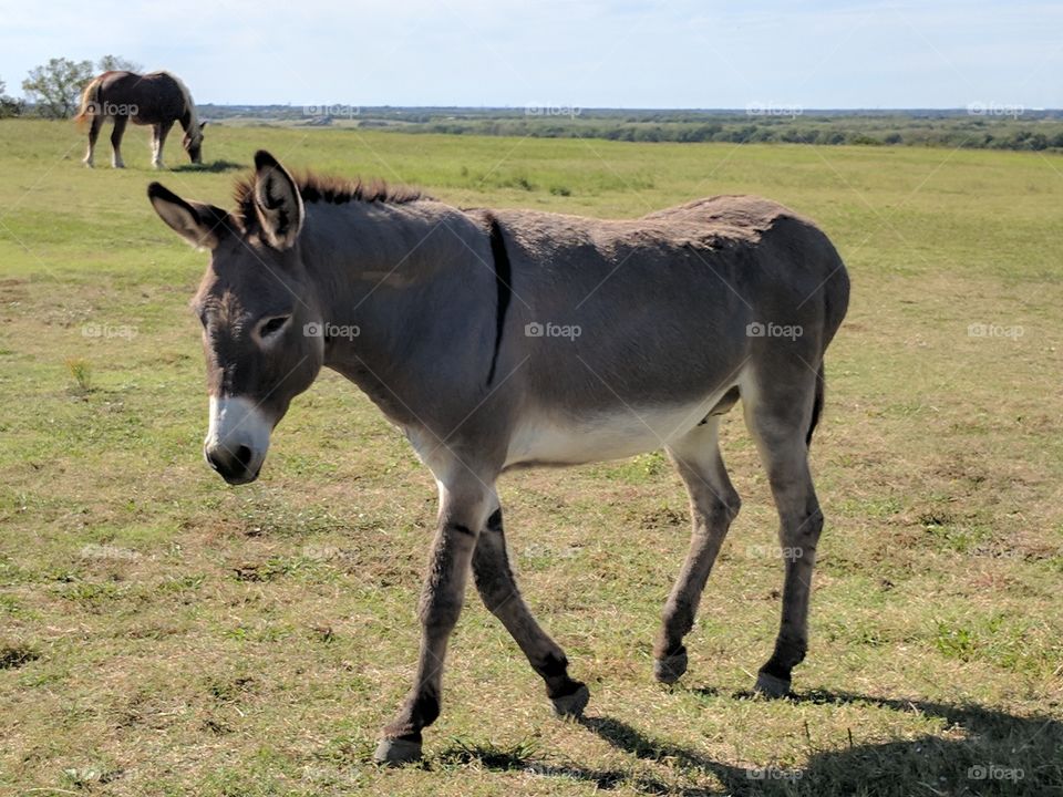 cute donkey coming to say hi