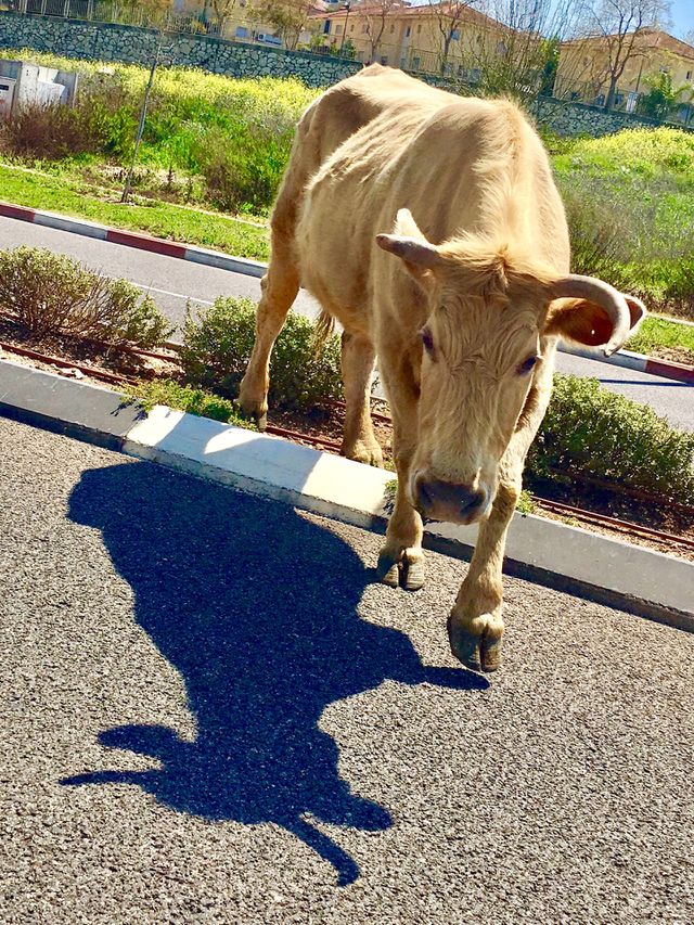 Cow on the road