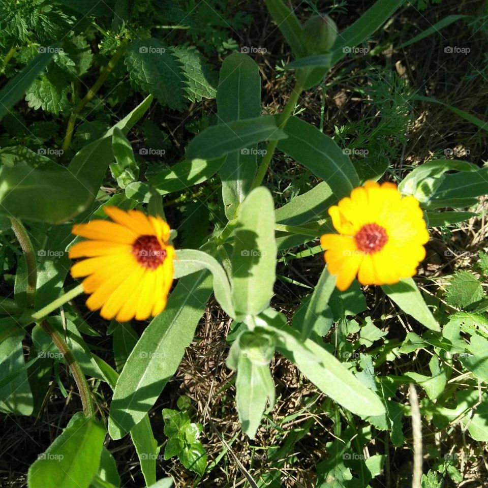 Beautiful yellow  flowers in the garden.