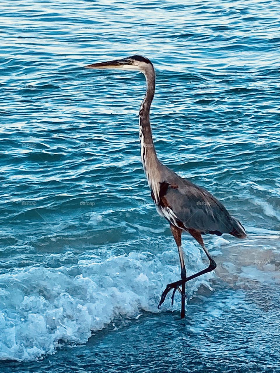 Great blue heron enjoying the beach and surf along the golf coast of Siesta Key, Sarasota, Florida 