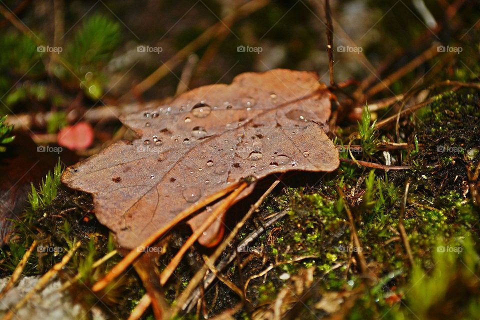 leaf in autumn