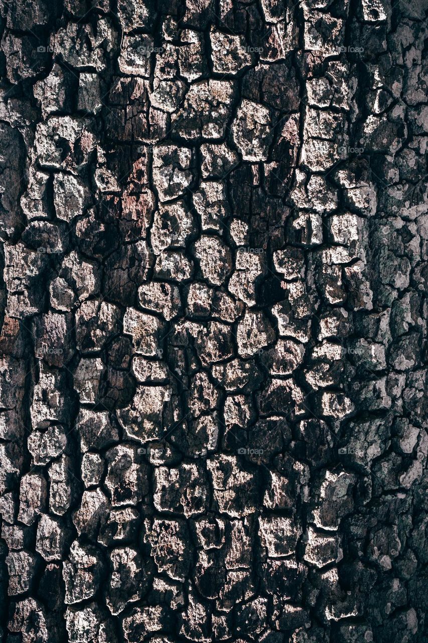 texture of bark on old trees