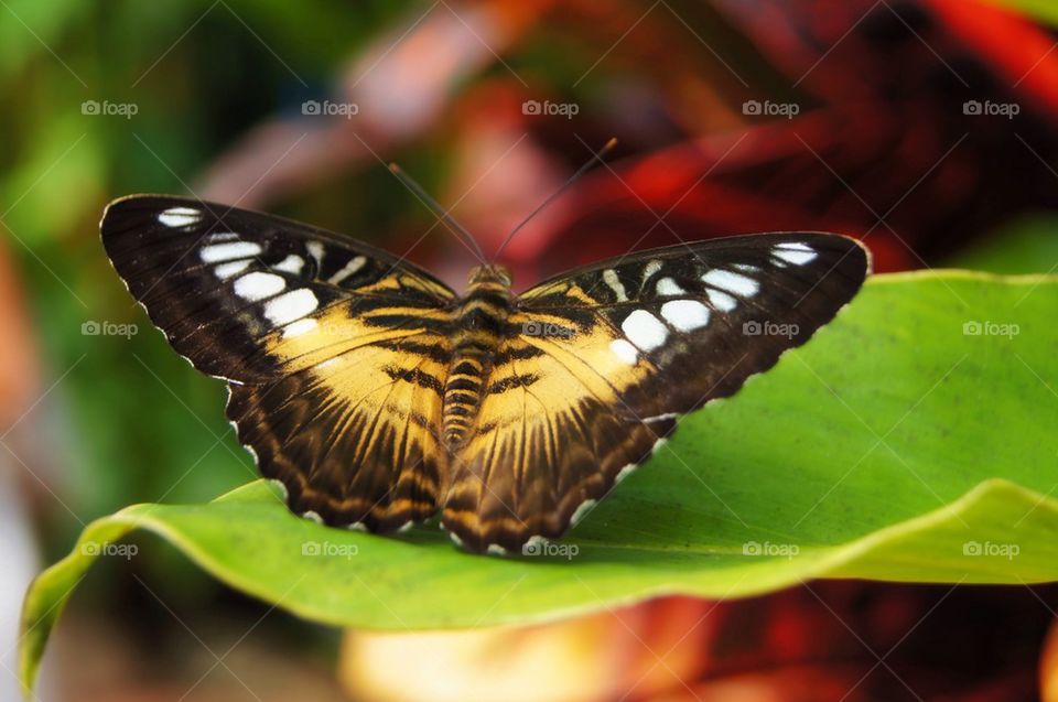 Butterfly in the garden