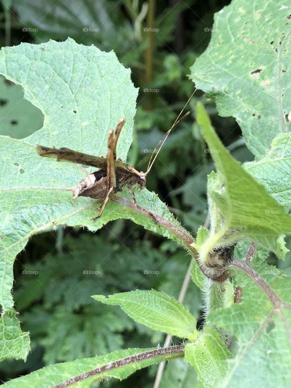 Small but devastating. This small grasshoppers alone can eat a few leaves but in groups they can eat entire crop fields. 