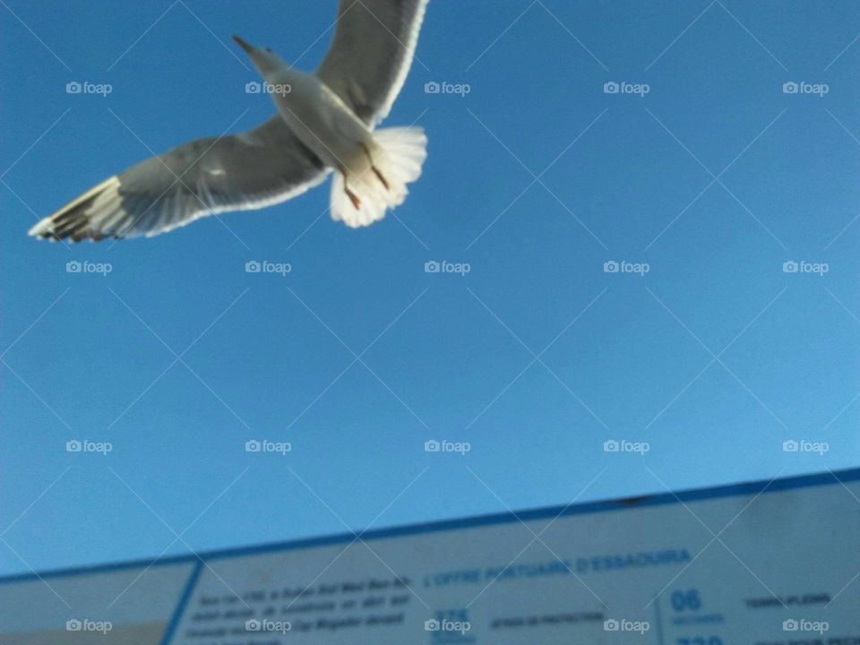 Beautiful flying seagull at essaouira city in Morocco