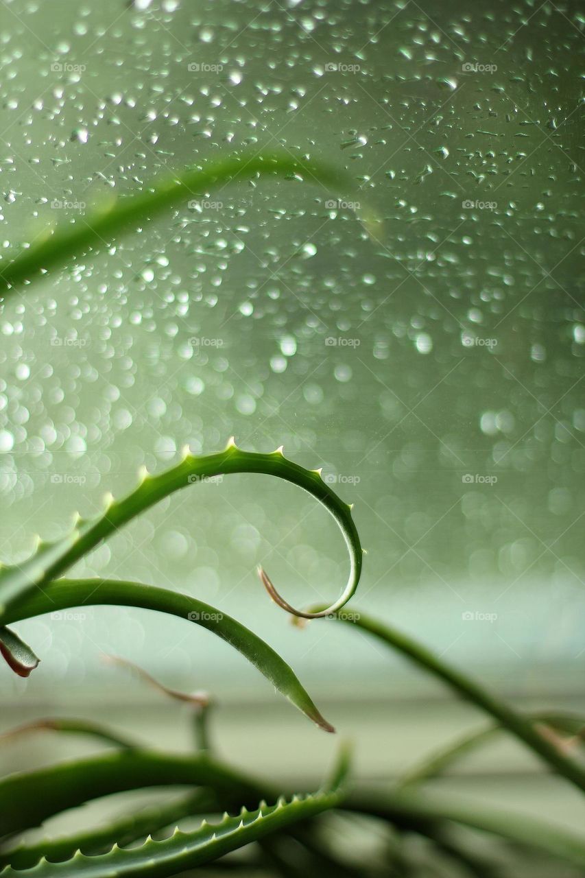 Aloe stalks at the window with rain