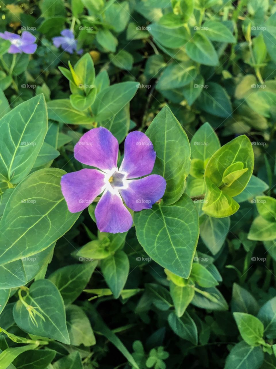 Blooming in Spring 