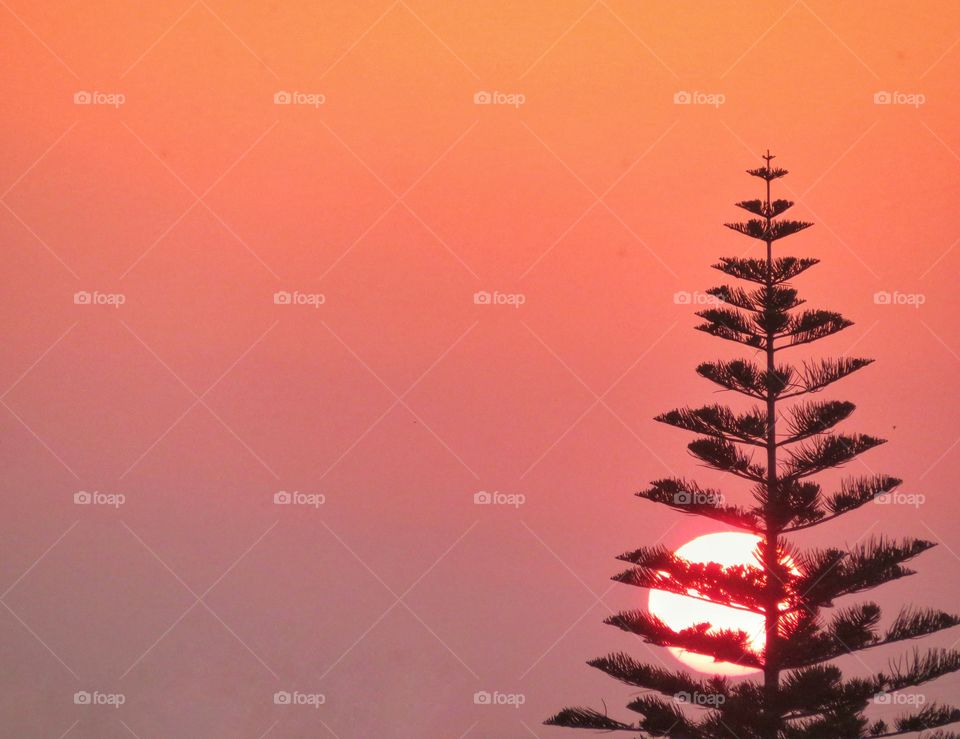 pine tree hiding the red sunset