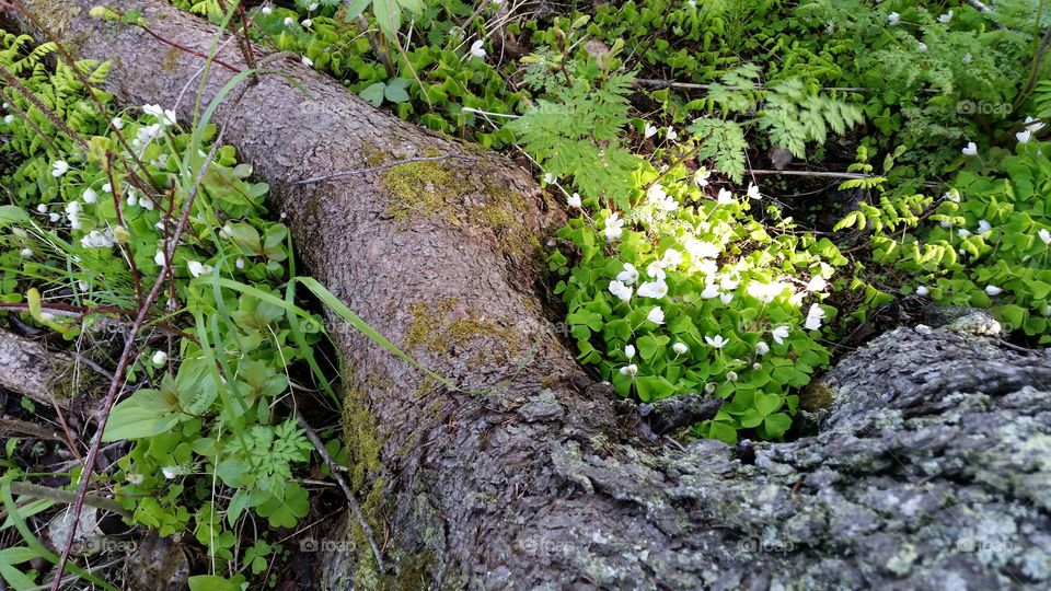 White spring - nature!