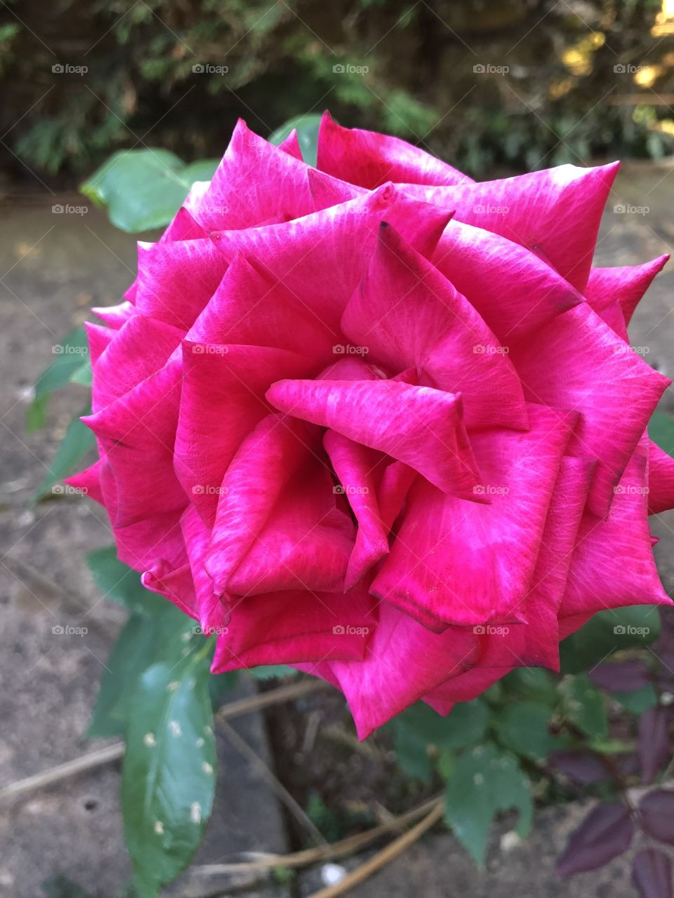 A deep pink rose, chosen for Anniversary Celebration amongst others, the strident color is stunning.