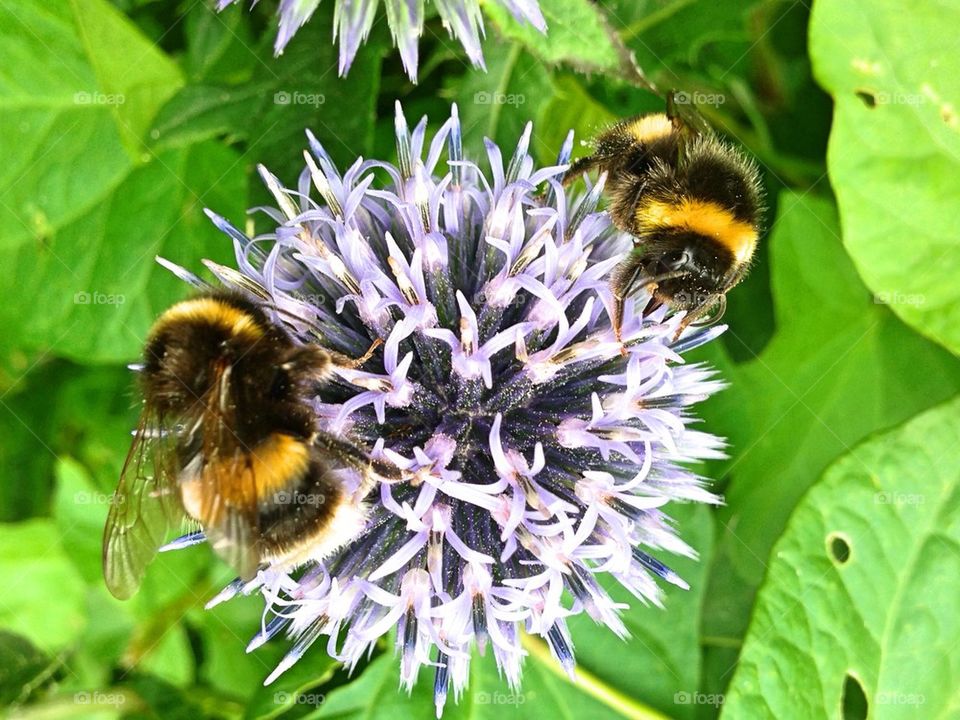 Bees on flower