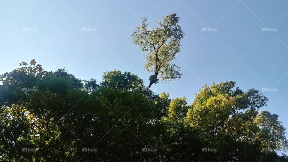 ÁRVORE NA FLORESTA DESTAQUE