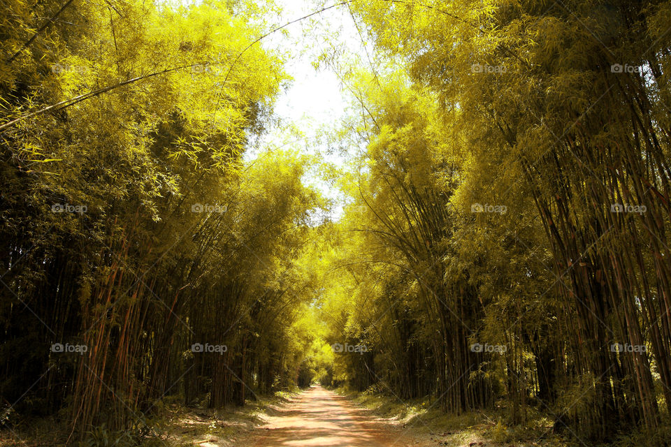 bamboo tunnels. bamboo tunnels in the forest