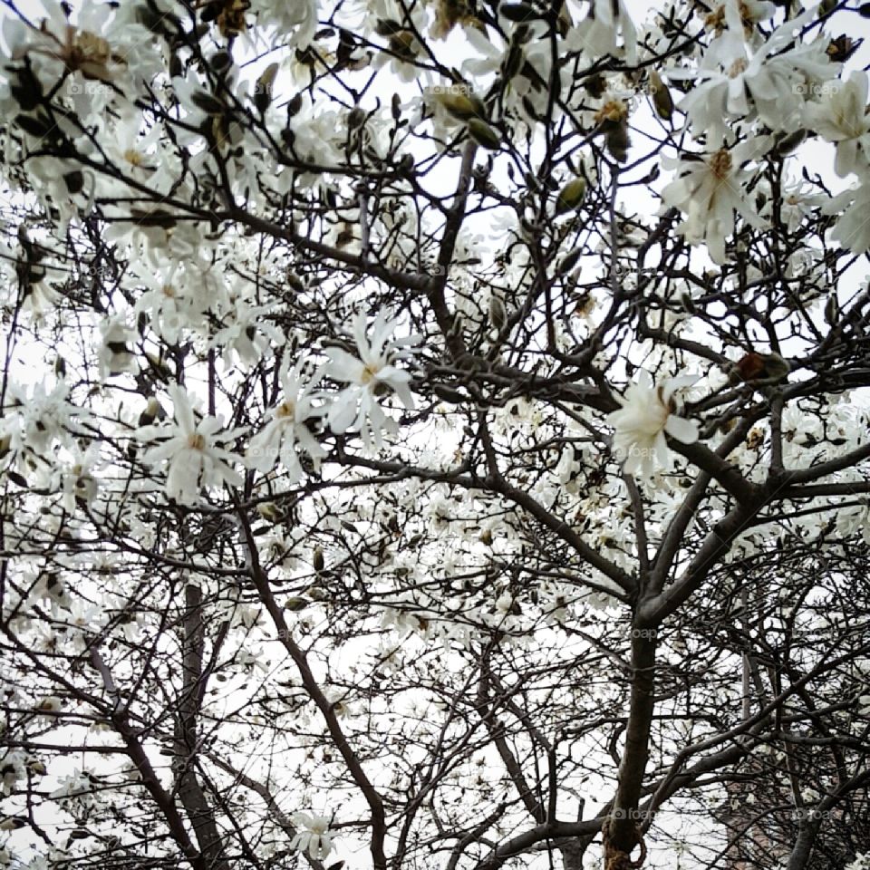 spring blooms