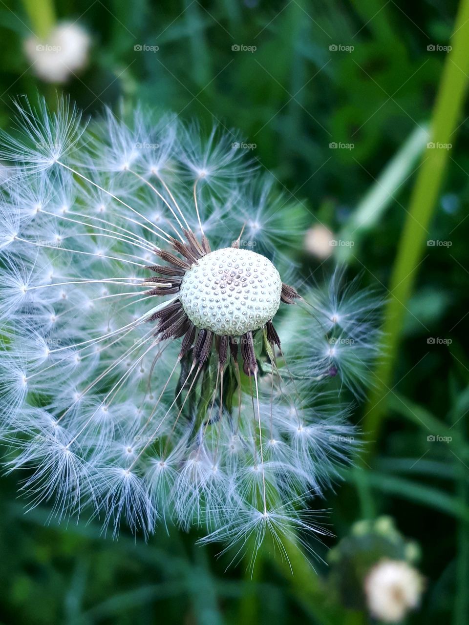 second dandelions faces
