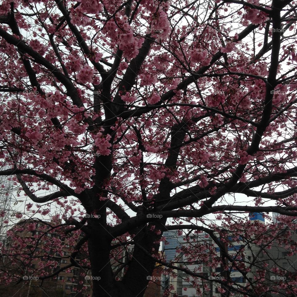 Sakura Tree (Cherry Blossom)