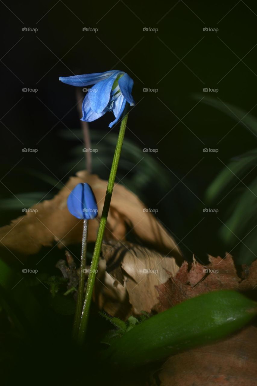 A little blue flower. Darkness in the background and light in the foreground.