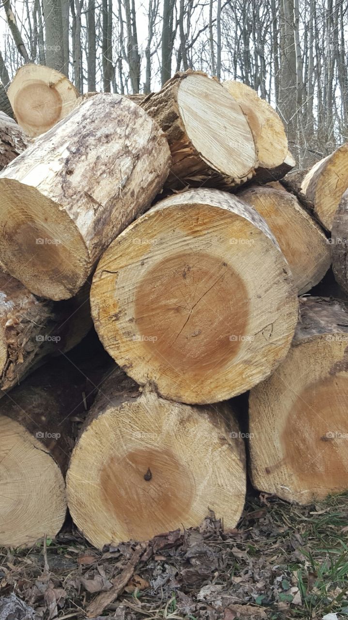 fresh cut firewood