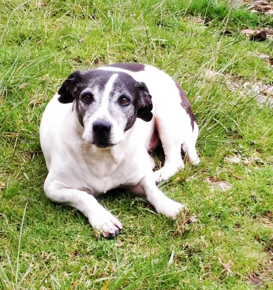Perro posa para la cámara.