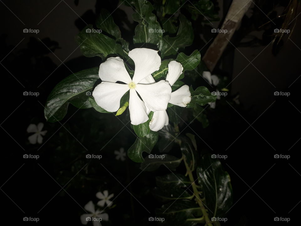 flor nocturna
